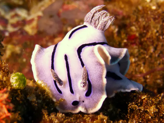 Underwater photograph by Joel Bergsma