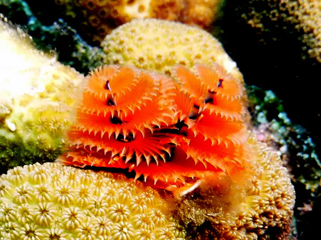 Underwater photograph by Joel Bergsma