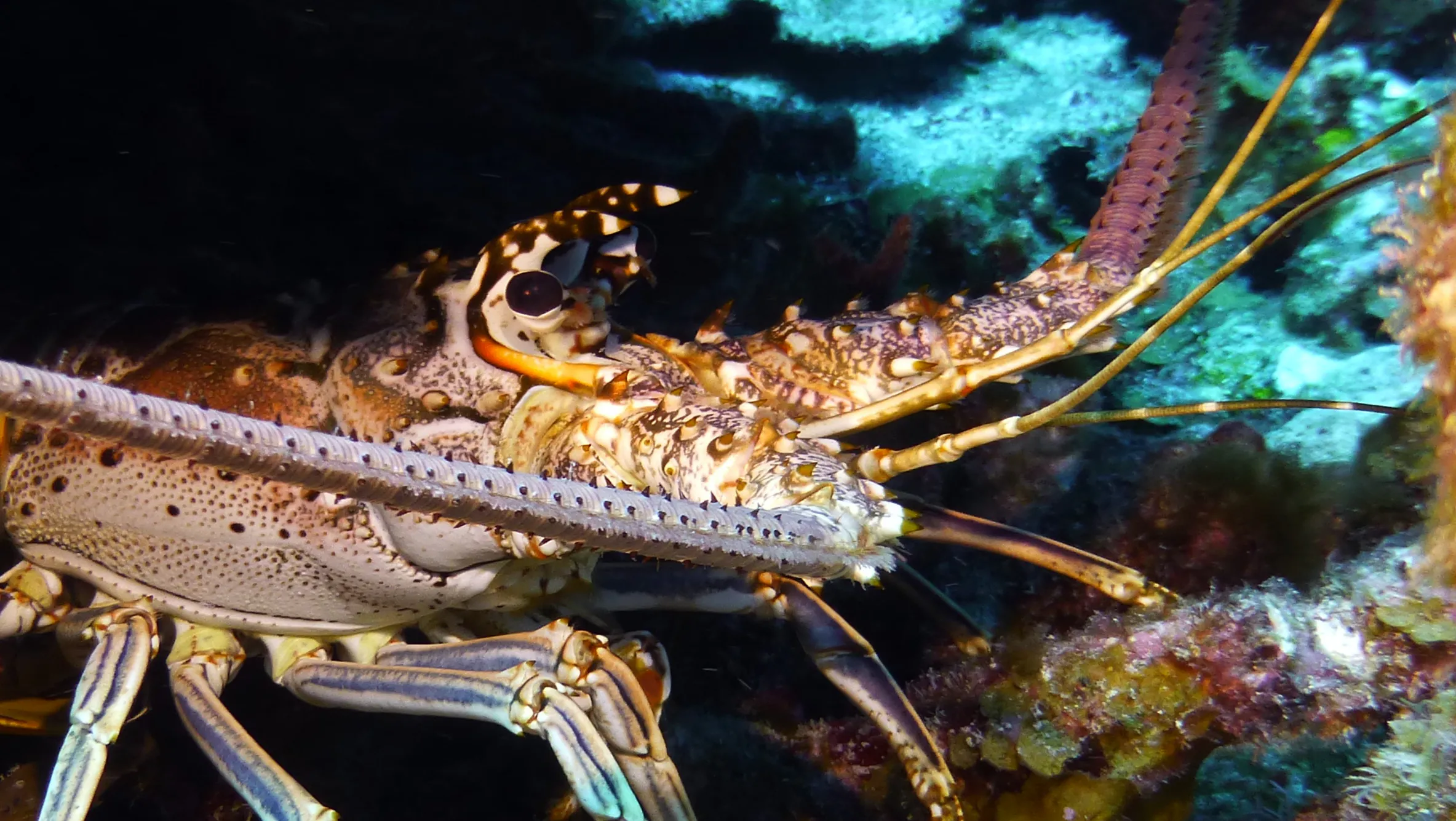 Spiny Lobster, Belize, 2017