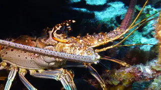 Underwater photograph by Joel Bergsma