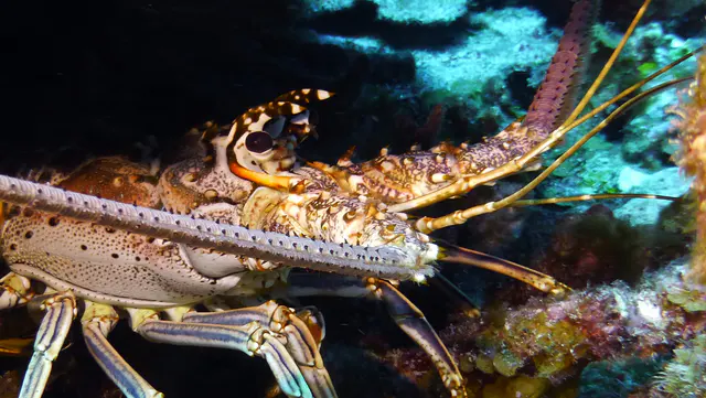 Underwater photograph by Joel Bergsma