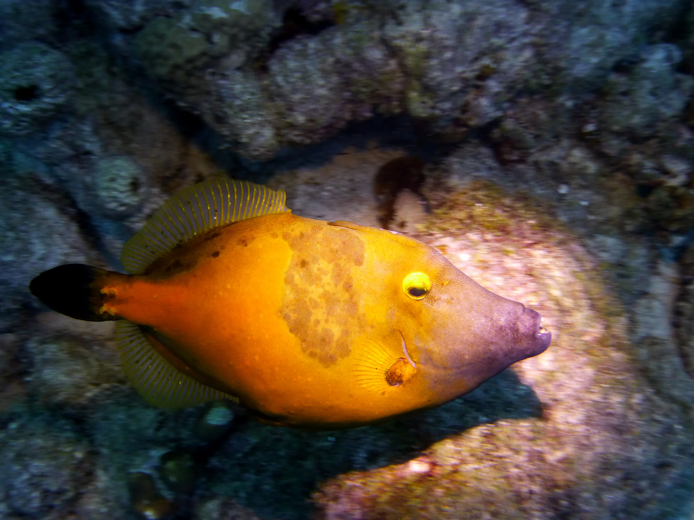 Filefish, Bonaire, 2013
