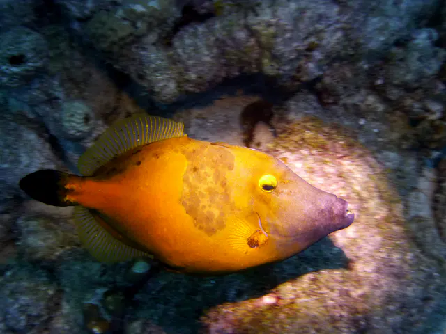 Underwater photograph by Joel Bergsma