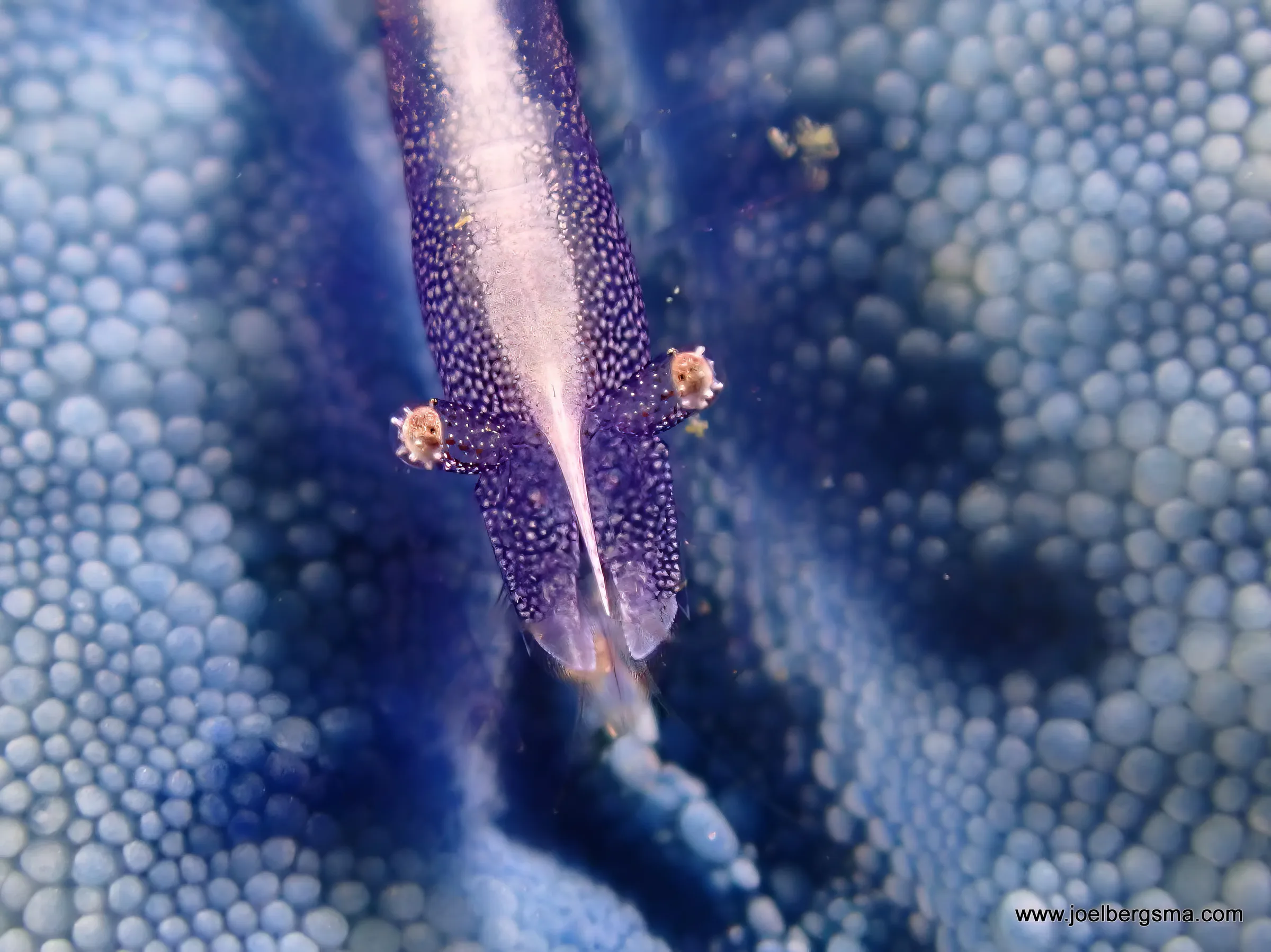 Philippines underwater photograph, 2022