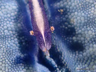 Underwater photograph by Joel Bergsma