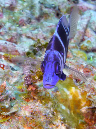 Underwater photograph by Joel Bergsma
