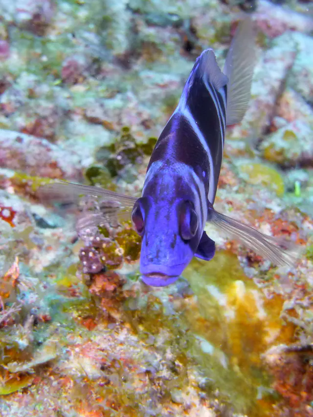 Underwater photograph by Joel Bergsma