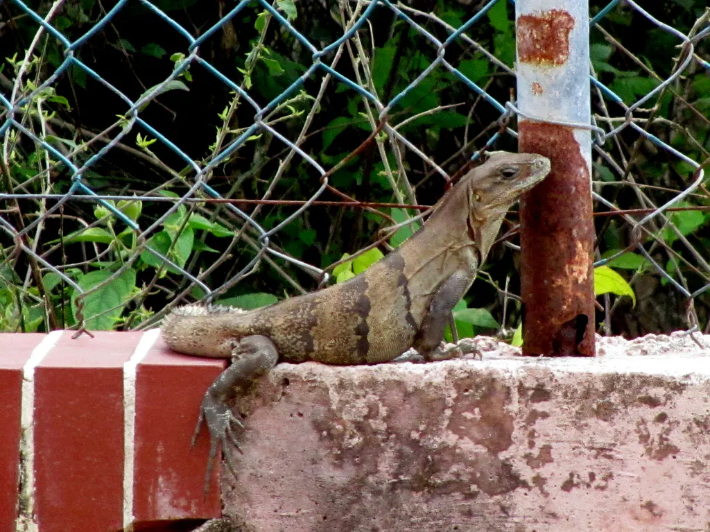 Iguana