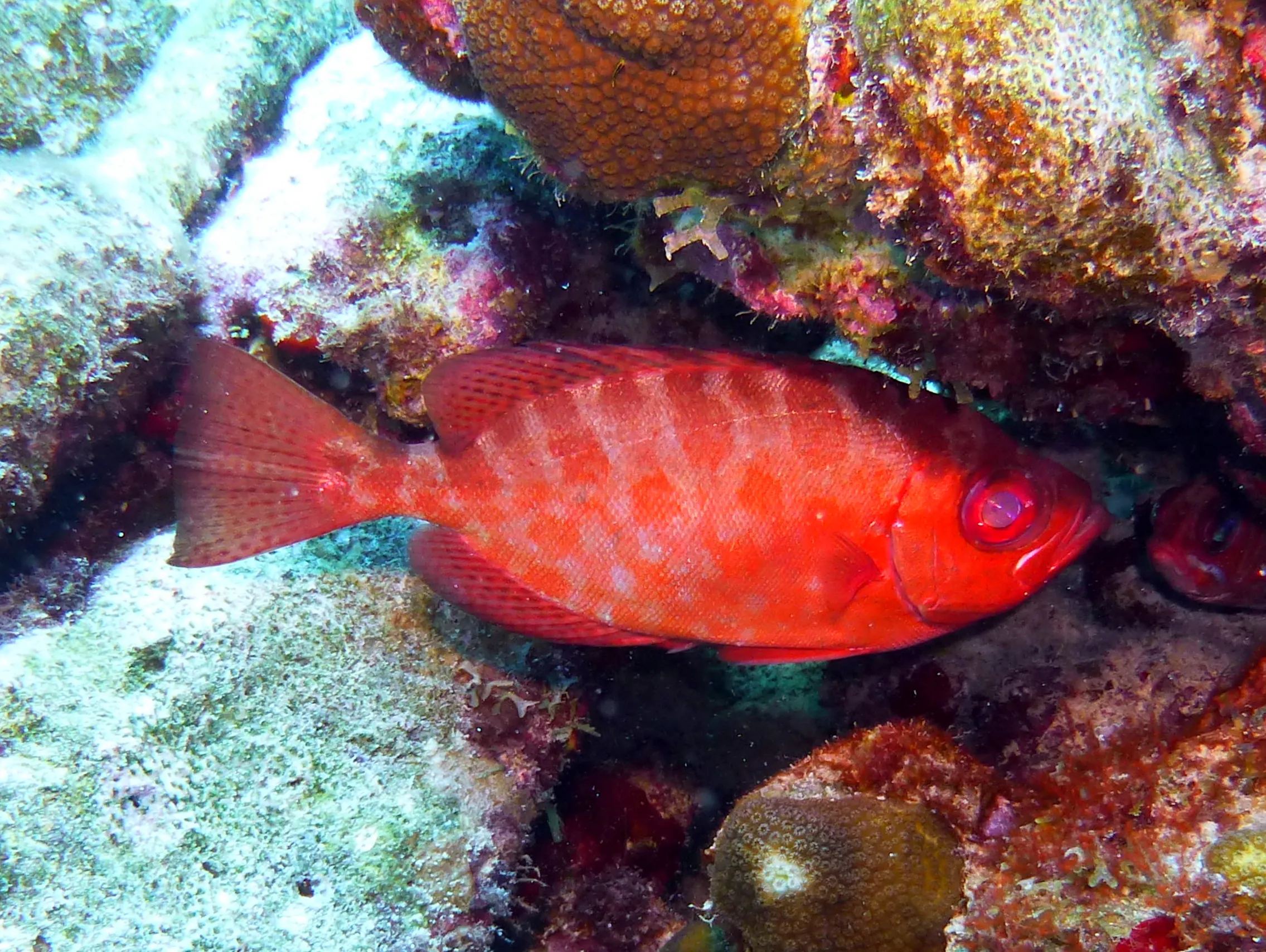 Squirrelfish, Bonaire, 2013