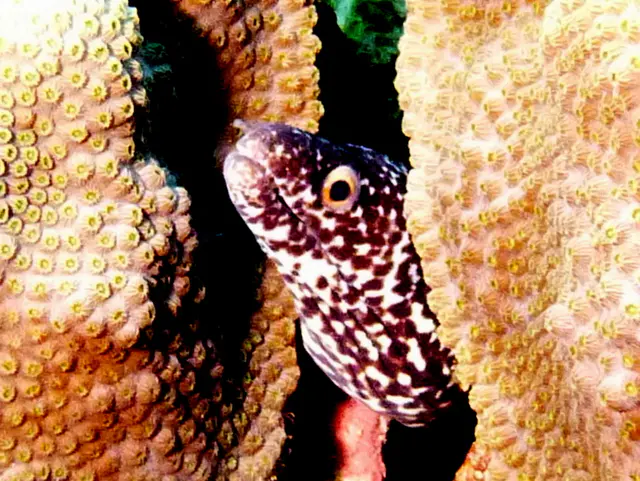 Underwater photograph by Joel Bergsma