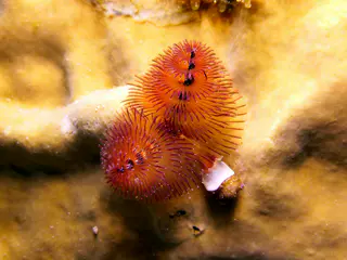Underwater photograph by Joel Bergsma