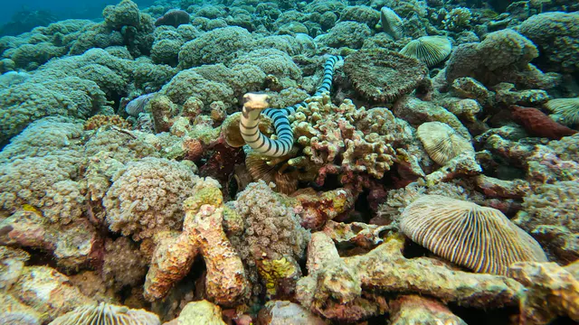 Underwater photograph by Joel Bergsma