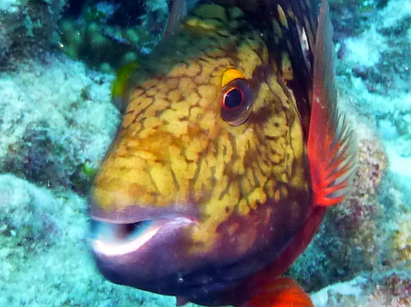 Parrotfish, Bonaire, 2013