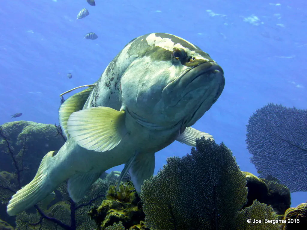 Grouper, Cayman Islands, 2016