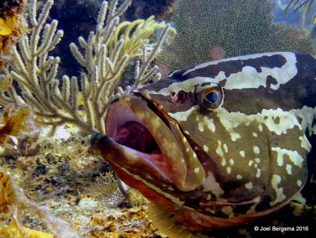 Underwater photograph by Joel Bergsma