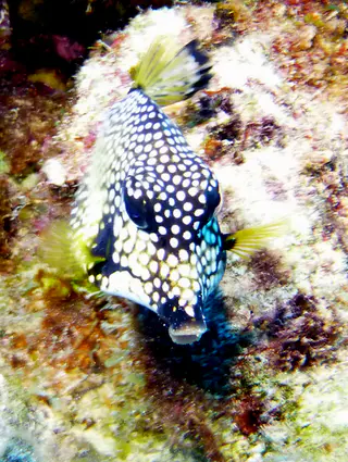 Underwater photograph by Joel Bergsma