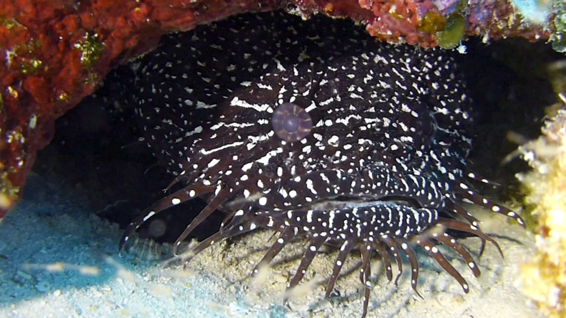 Belize underwater photograph, 2017
