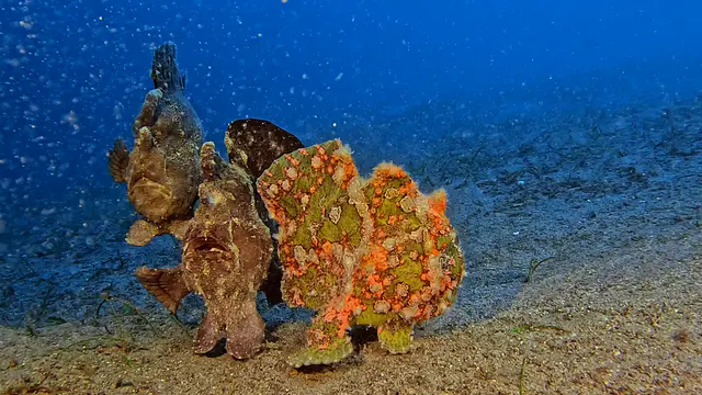 Underwater photograph by Joel Bergsma