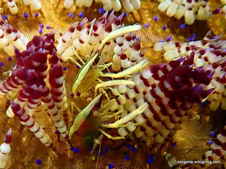 Underwater photograph by Joel Bergsma