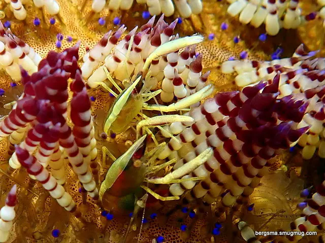 Underwater photograph by Joel Bergsma