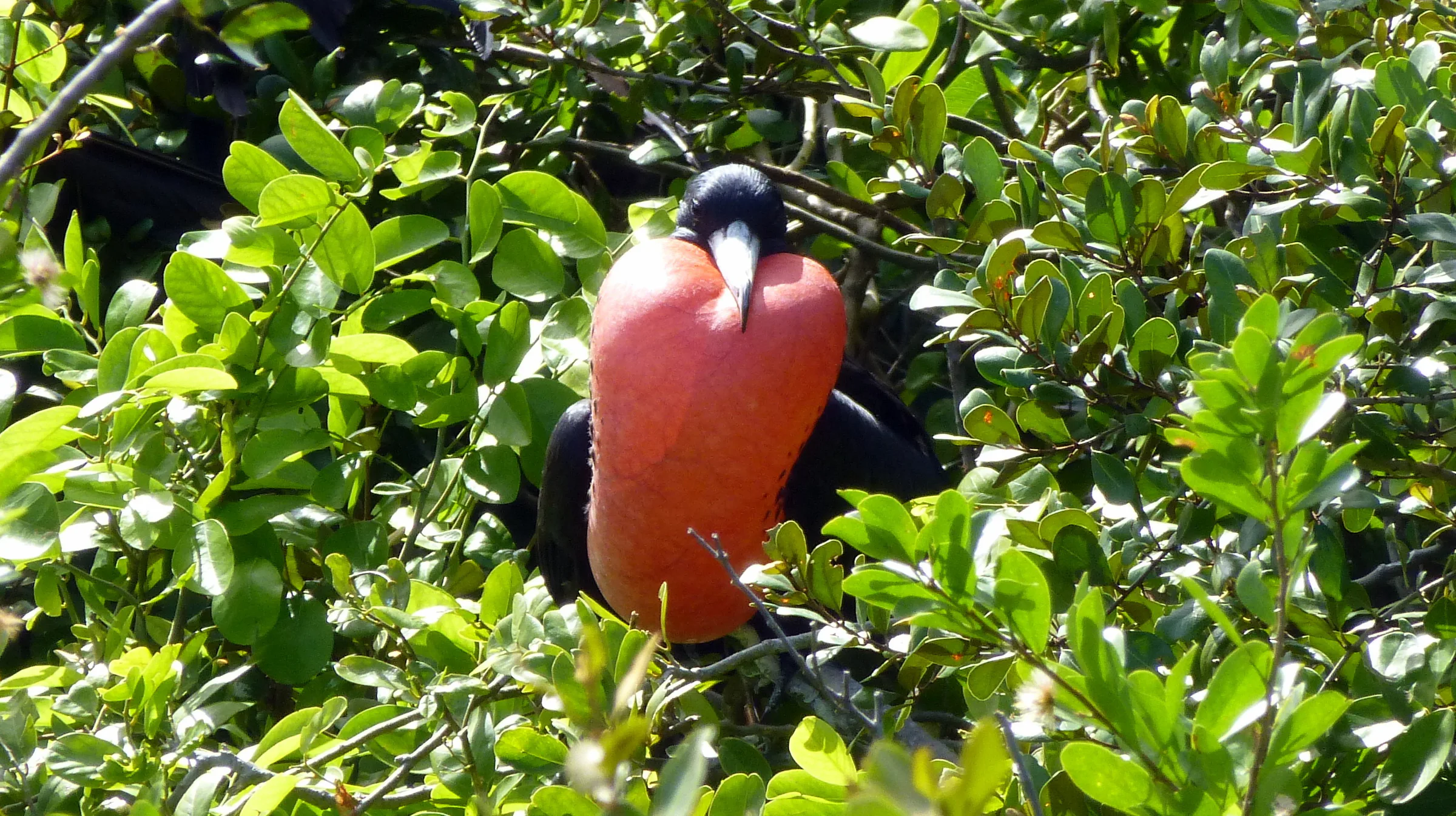 Gular Sac display by a Frigate Bird during nesting season.