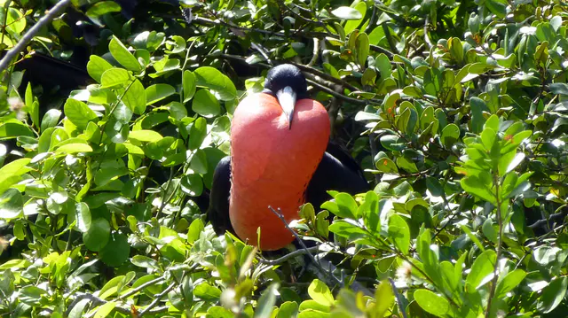 Gular Sac display by a Frigate Bird during nesting season.
