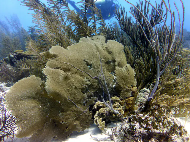 Underwater photograph by Joel Bergsma