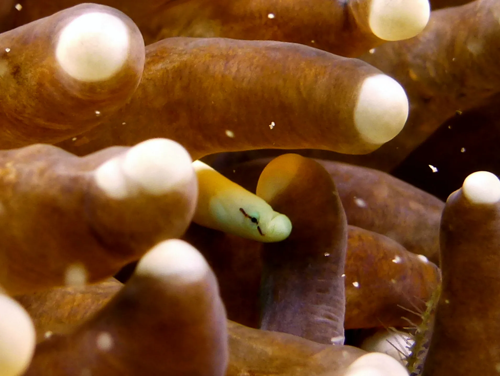 Mushroom Coral Pipefish. Gerald Allen, et al, Reef Fish Identification - Tropical Pacific (2003), page 431.