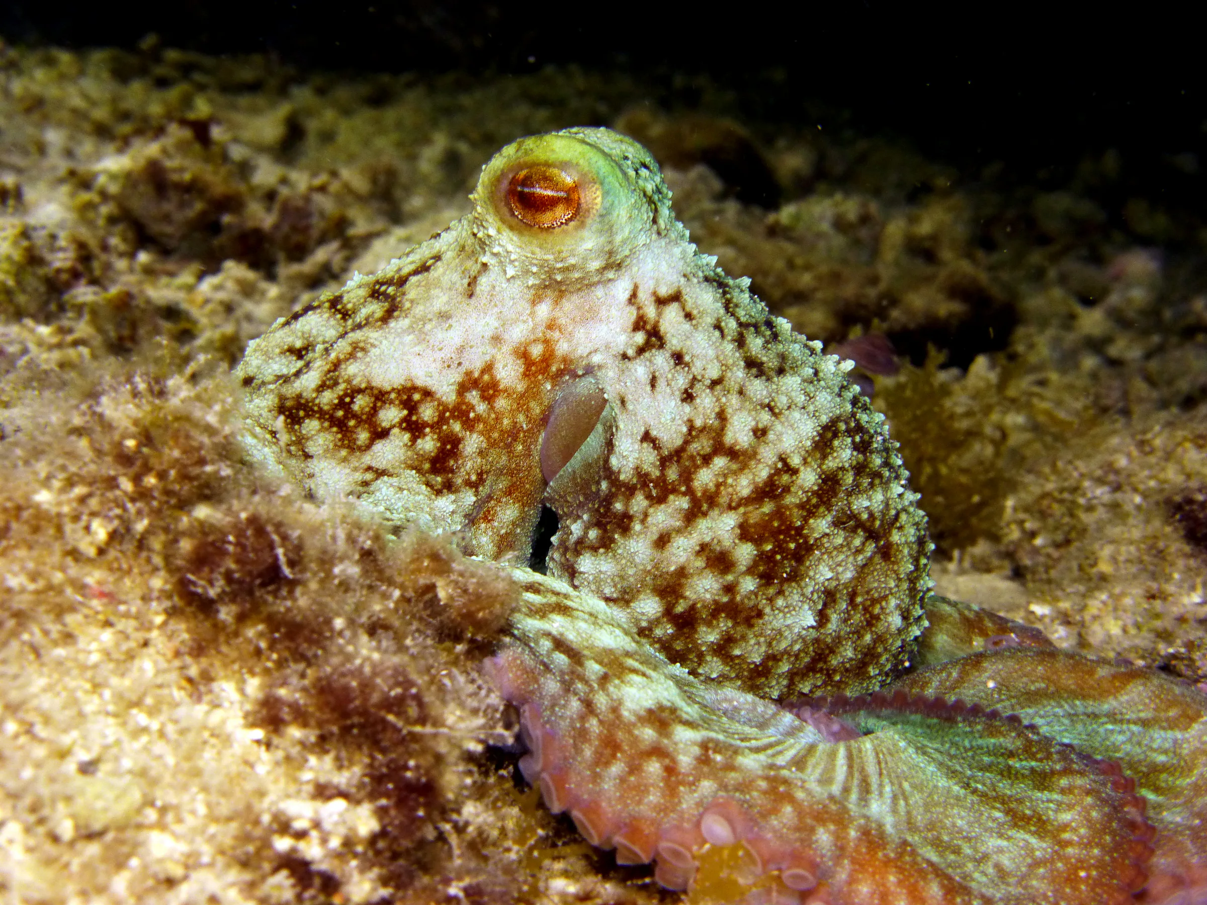 Octopus, Cozumel, 2014