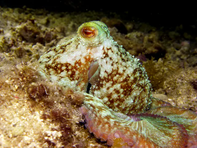 Underwater photograph by Joel Bergsma