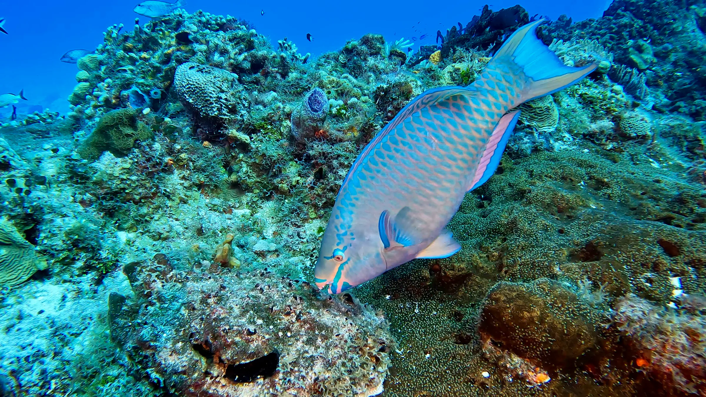 Cozumel underwater photograph, 2024