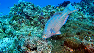Underwater photograph by Joel Bergsma