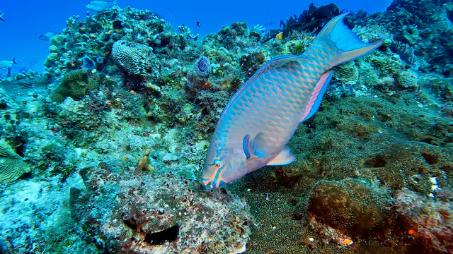 Underwater photograph by Joel Bergsma