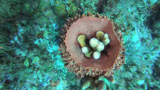 Pillar Soft Coral grows inside Giant Barrel Sponge