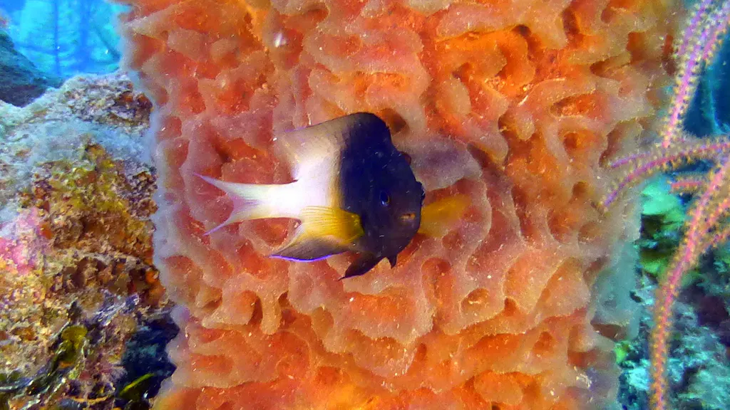 Underwater photograph by Joel Bergsma