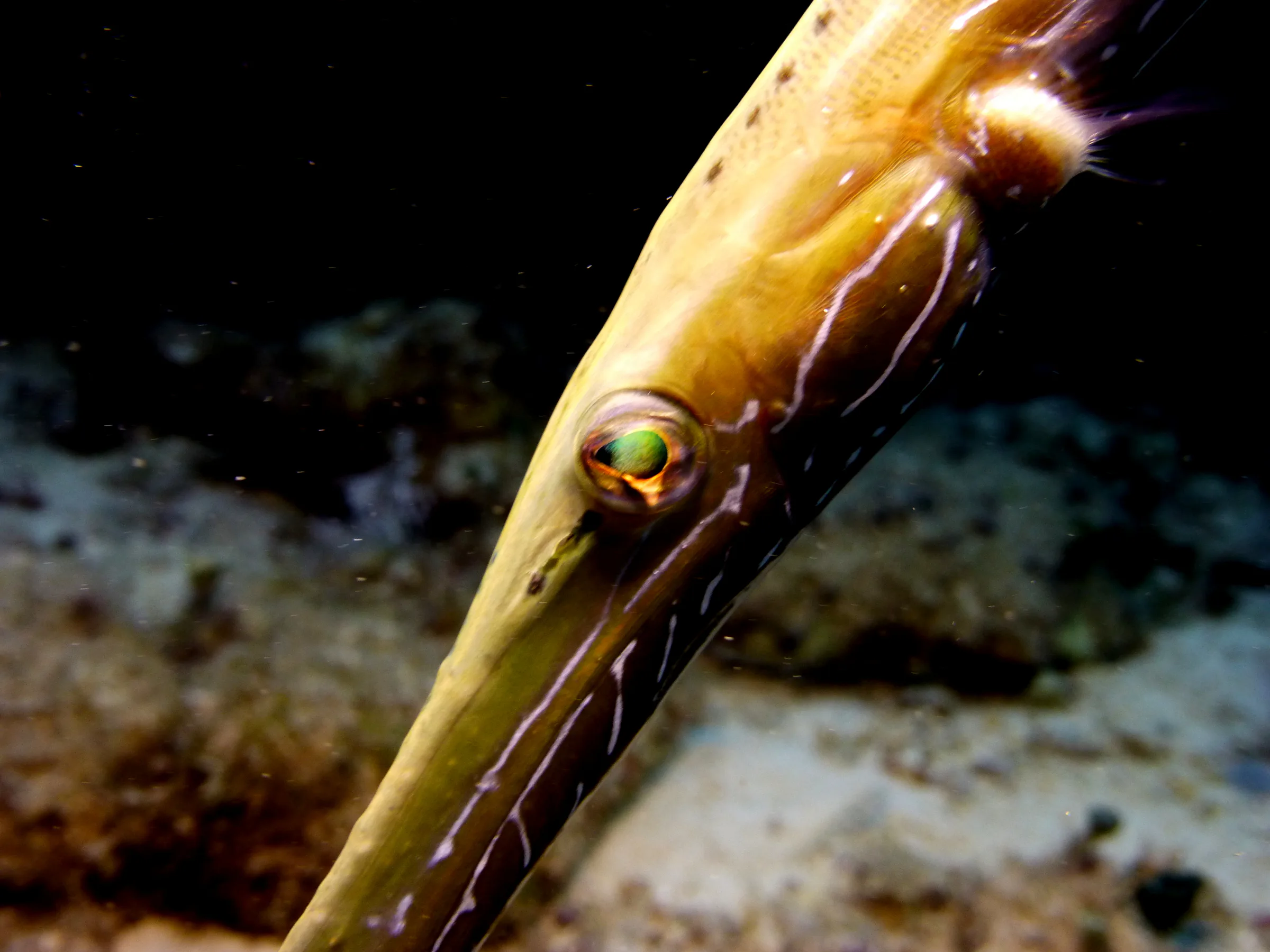 Trumpetfish, Cozumel, 2014