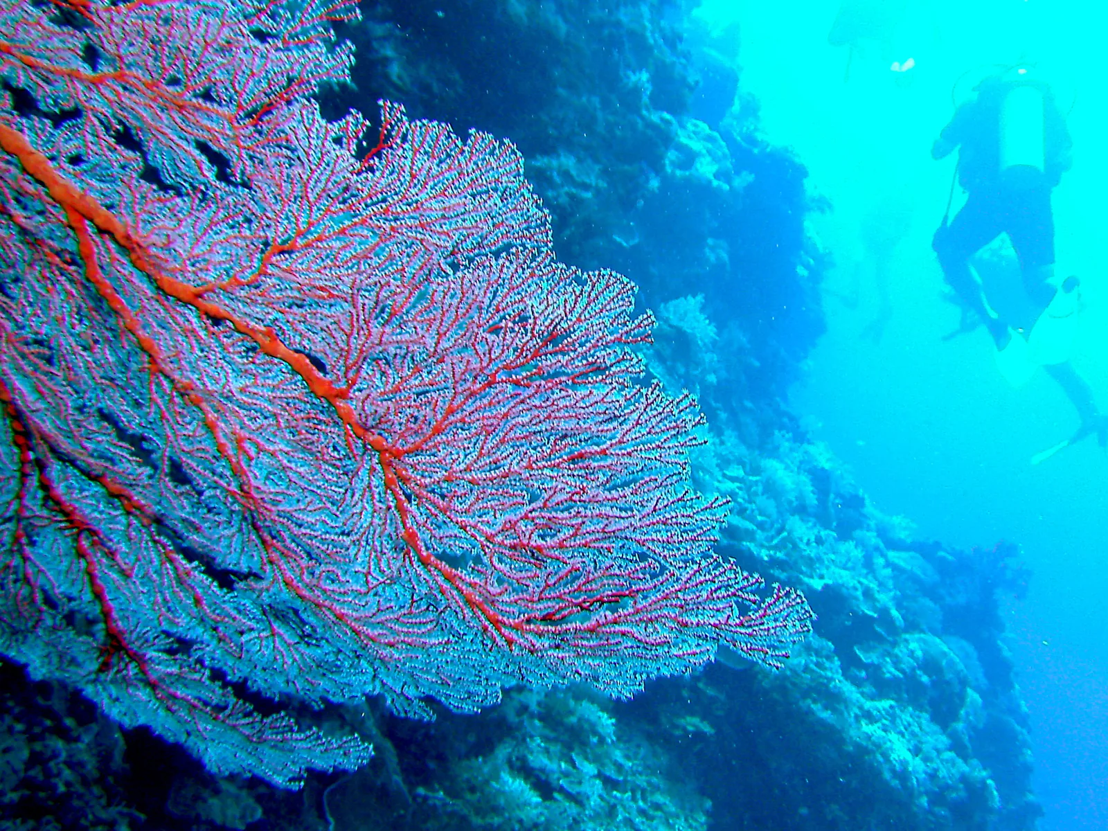 Lace coral growing along a wall. Divers in background along the wall.