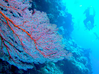 Lace coral growing along a wall. Divers in background along the wall.