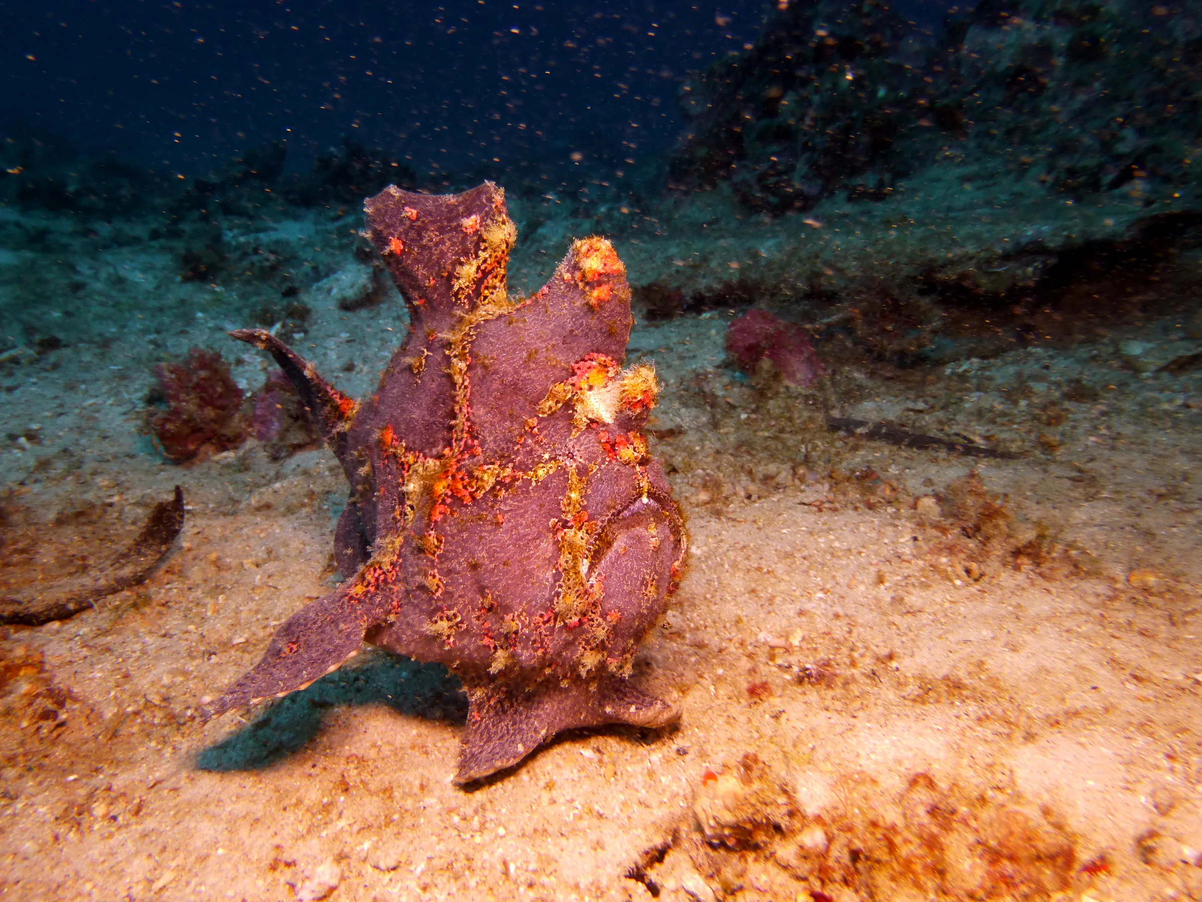 Frogfish, Philippines, 2014