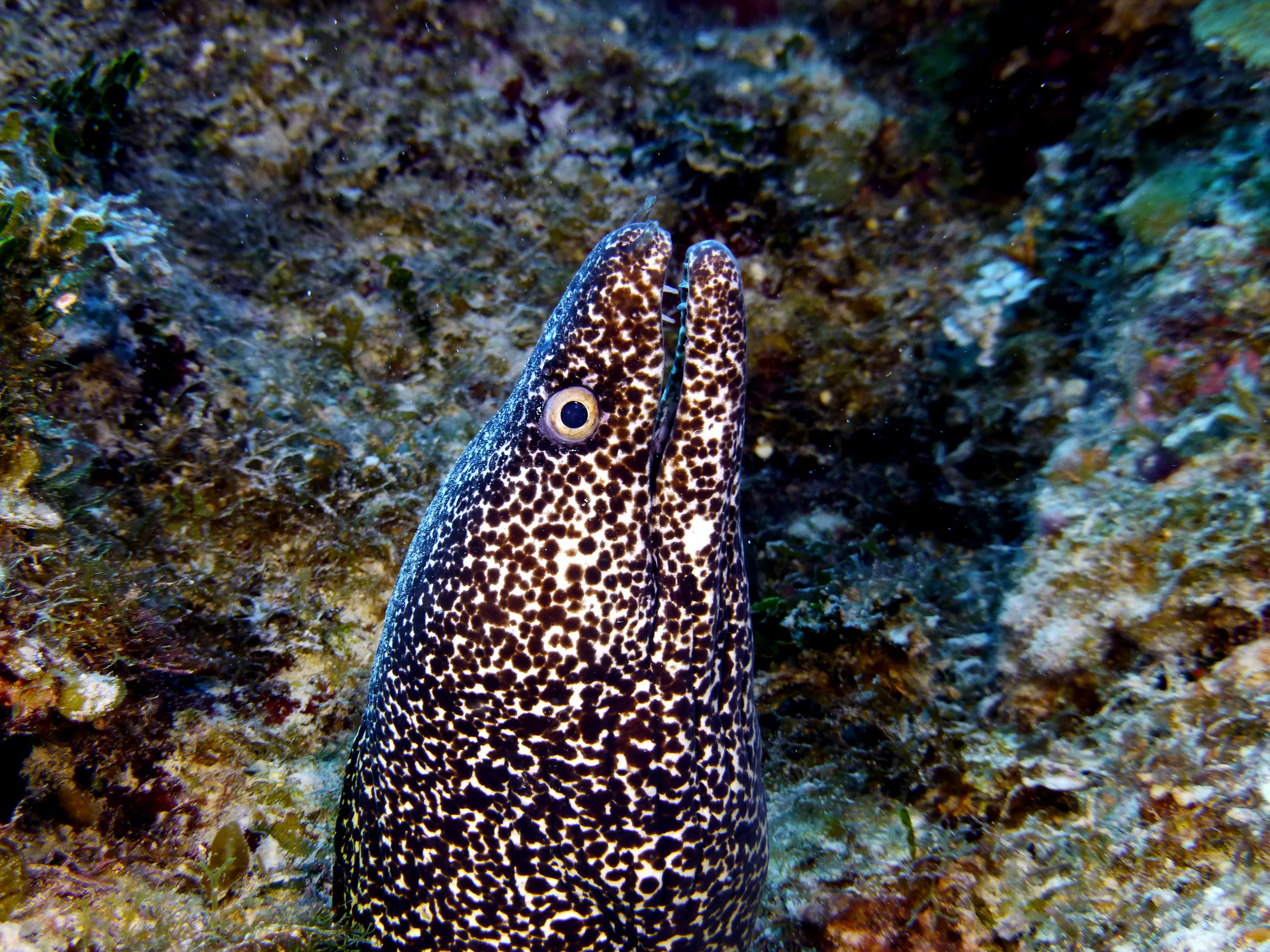 Spotted Moray Eel, Belize, 2017