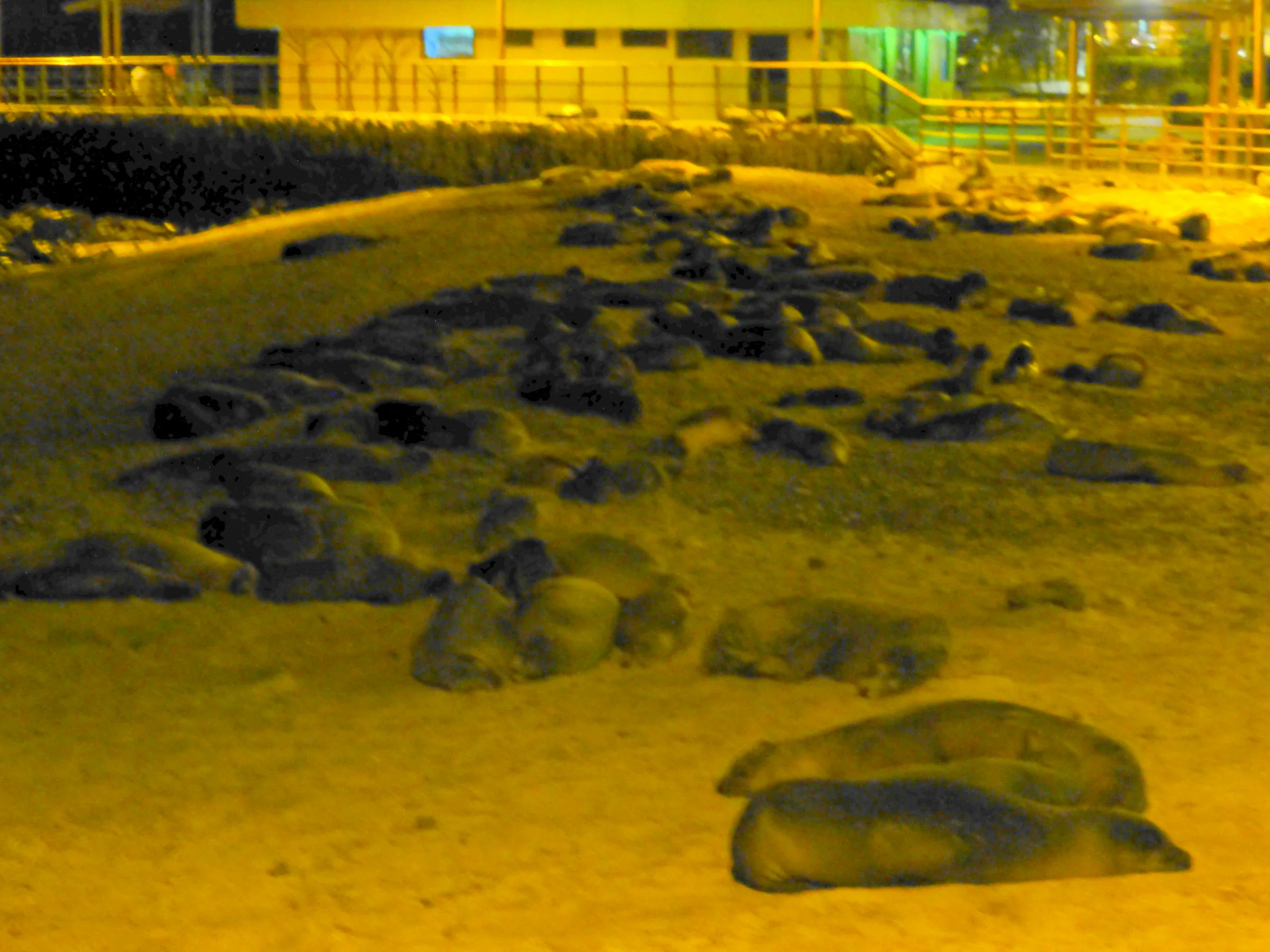 This is one of three large sandy beaches in Puerto Baquerizo Moreno, San Cristobal Island, that fill with sea lions each evening.