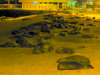 This is one of three large sandy beaches in Puerto Baquerizo Moreno, San Cristobal Island, that fill with sea lions each evening.