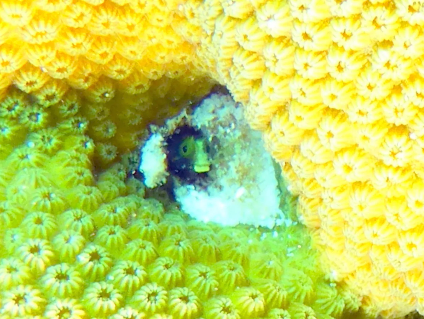 Bonaire underwater photograph, 2013