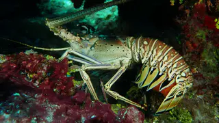 Lobster with eggs