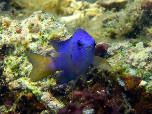 Underwater photograph by Joel Bergsma