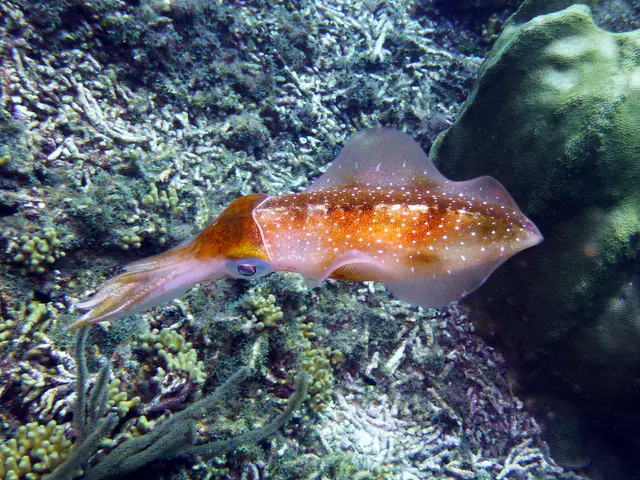 Underwater photograph by Joel Bergsma