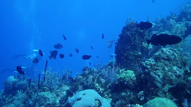 Black Durgon (Triggerfish)