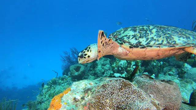 Underwater photograph by Joel Bergsma