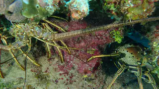 Underwater photograph by Joel Bergsma