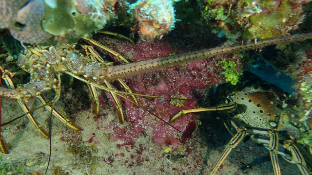 Underwater photograph by Joel Bergsma